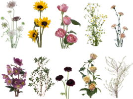 zoe's client michelle