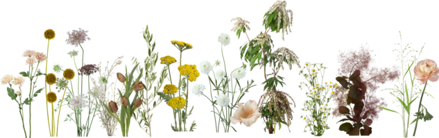 Meadow Flowers for Niko