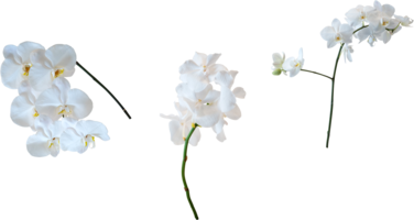 White Orchids