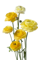 ranunculdmqfkqs
