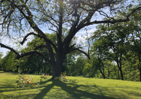 Sarah Coyle: Pecan Tree Design no. 1
