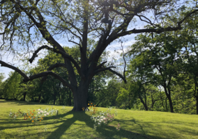 Sarah Coyle: Pecan Tree Design no. 3