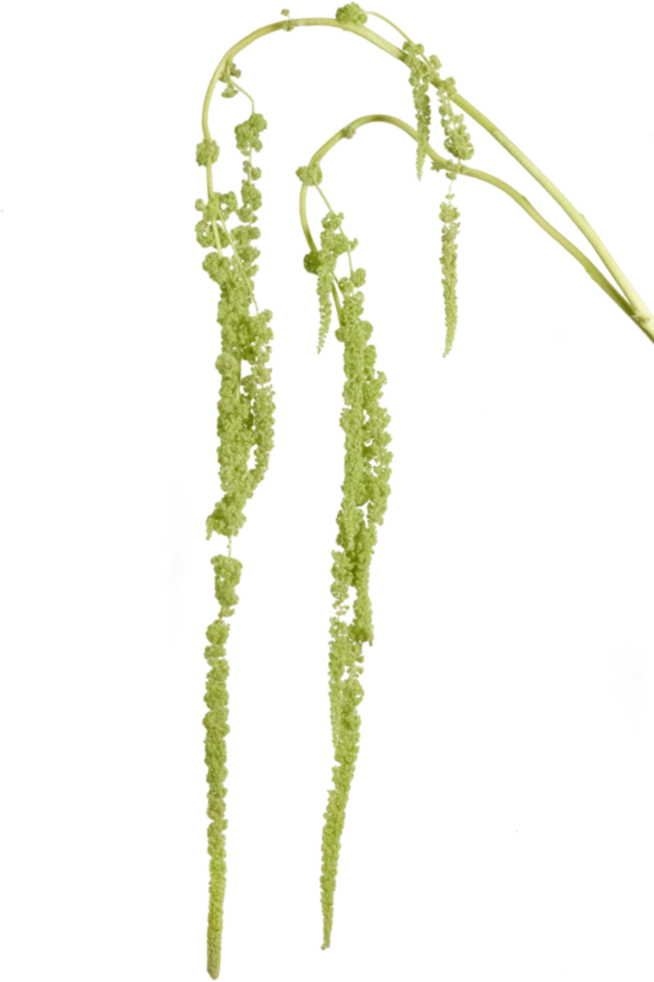 amaranth
