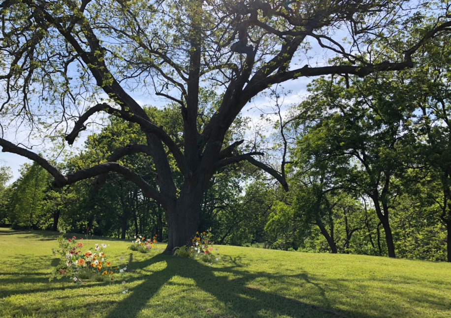 Sarah Coyle: Pecan Tree Design no. 1
