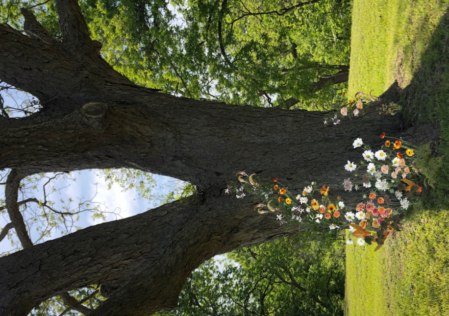 Sarah Coyle: Pecan Tree Design no. 2