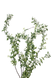 Spirea