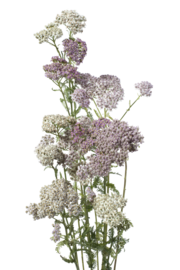 Yarrow