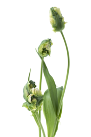 French parrot tulip