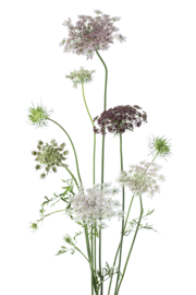 Queen Anne's lace
