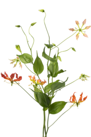 Gloriosa lily