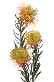 Pincushion protea