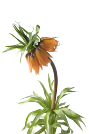 Fritillaria