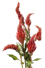 Plumosa celosia