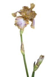 Bearded iris