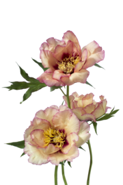 Tree peony