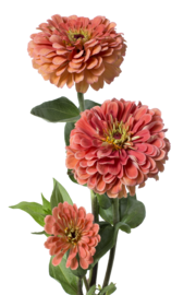 Zinnia