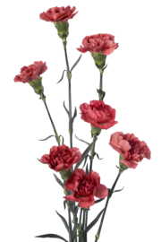 Carnation