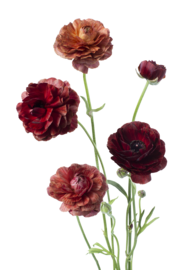 Ranunculus