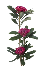 Waratah