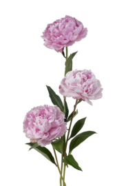 Peony