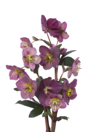 Hellebore