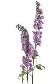 Delphinium