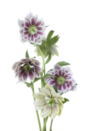 Hellebore