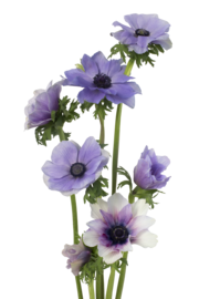 Anemone