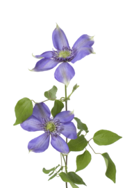 Clematis