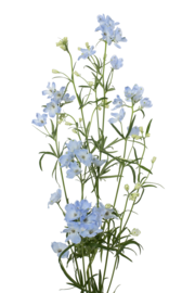 Larkspur