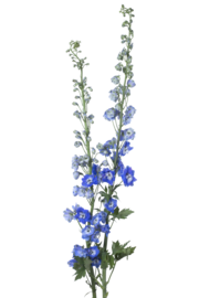 Delphinium