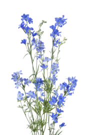 Larkspur