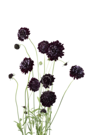 Scabiosa