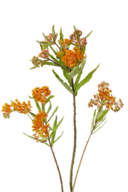 Butterfly Weed / Asclepia