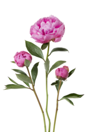 Peony