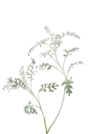 Silver Lace Dusty Miller