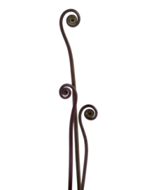 Fiddlehead fern frond