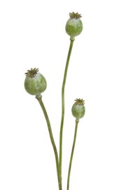 Poppy Pods