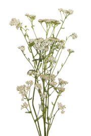 Yarrow