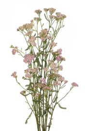 Yarrow