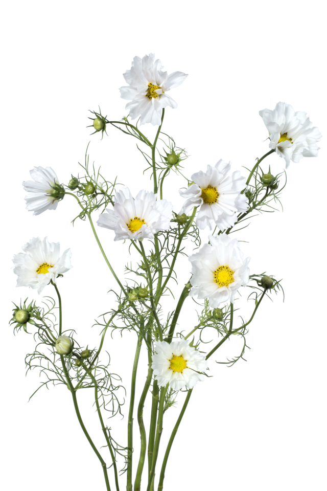 Studio Putnam Flower Channel