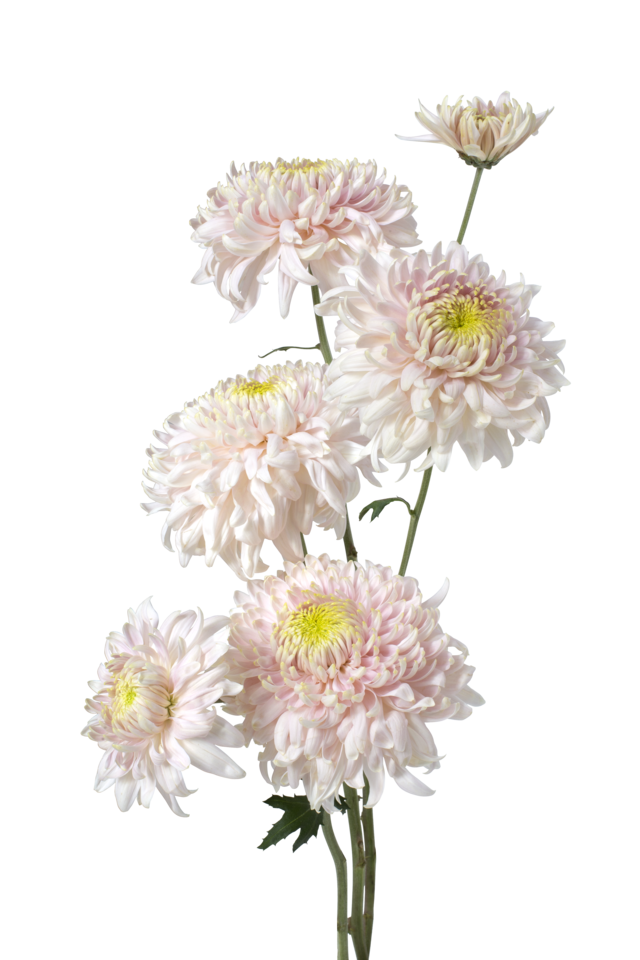 Studio Putnam Flower Channel