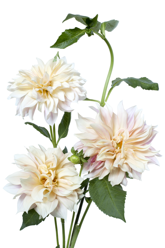 Studio Putnam Flower Channel