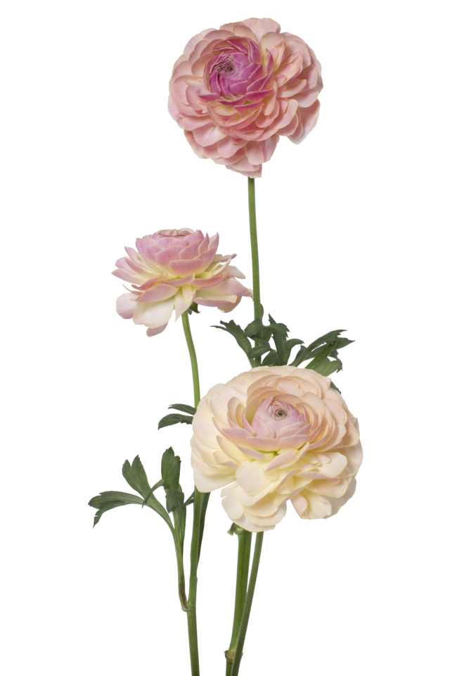 Studio Putnam Flower Channel