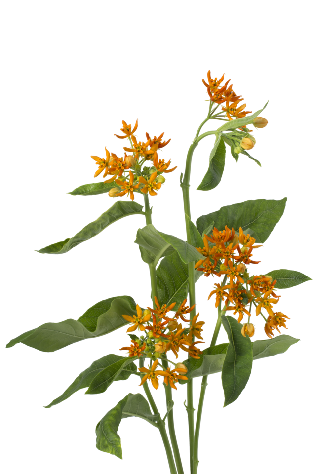 Studio Putnam Flower Channel