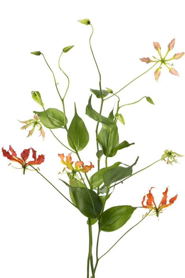 Studio Putnam Flower Channel