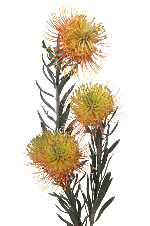 Studio Putnam Flower Channel