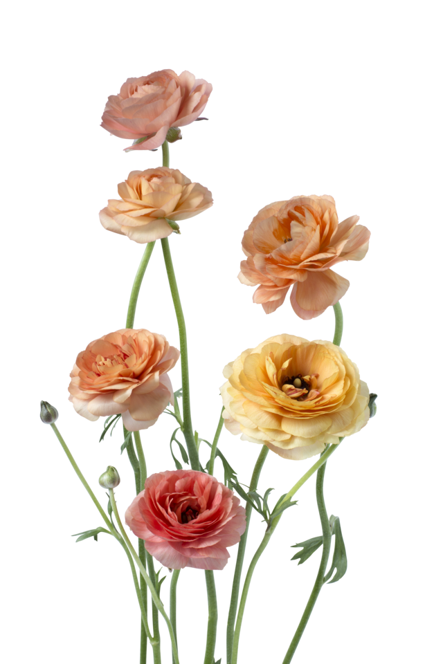 Studio Putnam Flower Channel