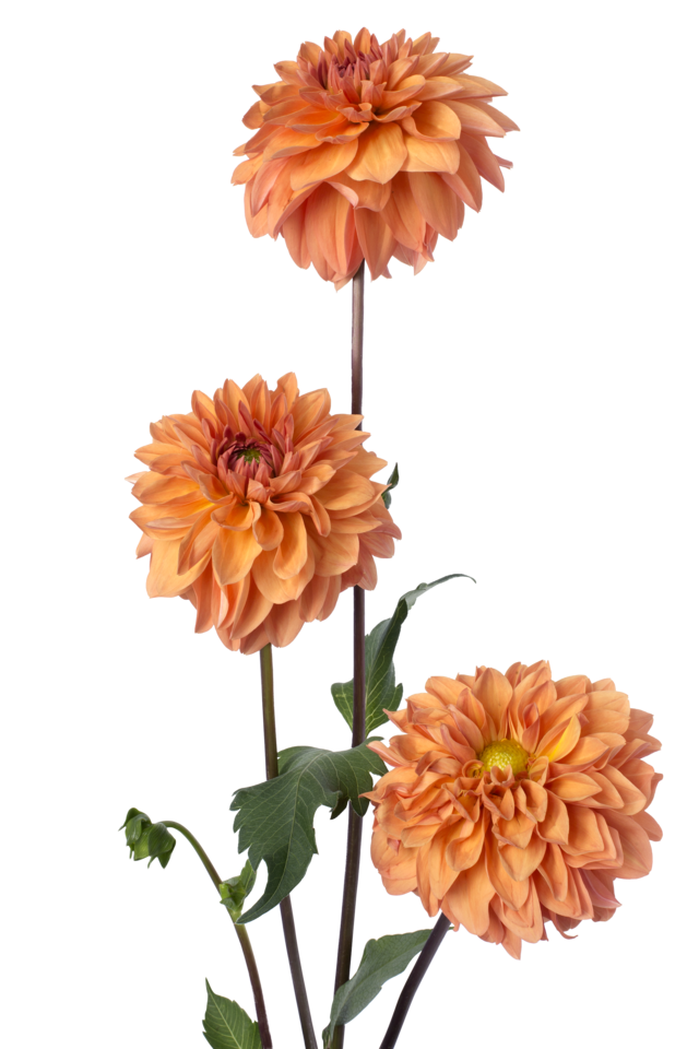 Studio Putnam Flower Channel