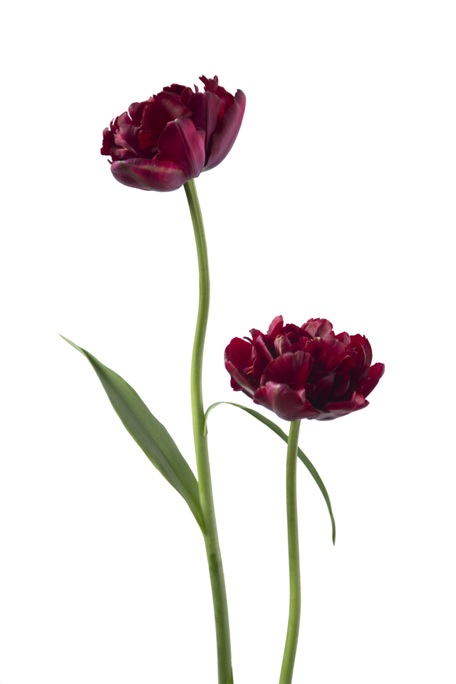 Studio Putnam Flower Channel